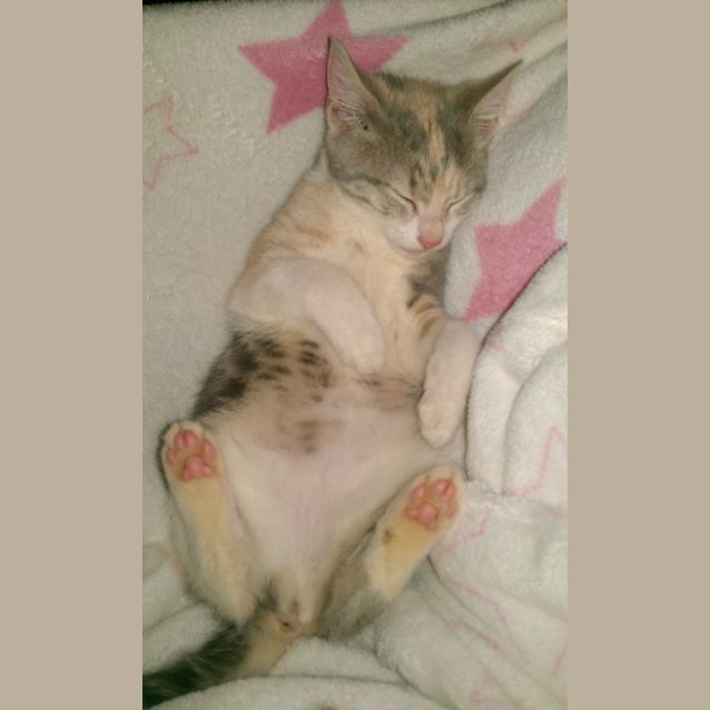 Photo of Echo