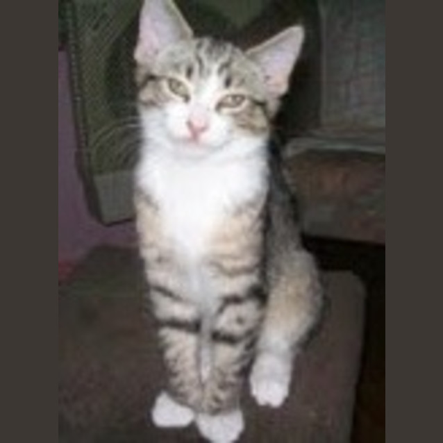 Photo of Smokey