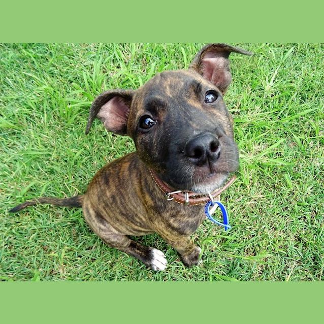 Photo of Lucinda ~ Cute Staffy X Puppy(on Trial 28/03/17)