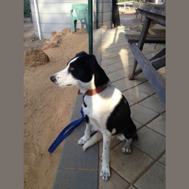Photo of Devon (Av459) *On Trial*