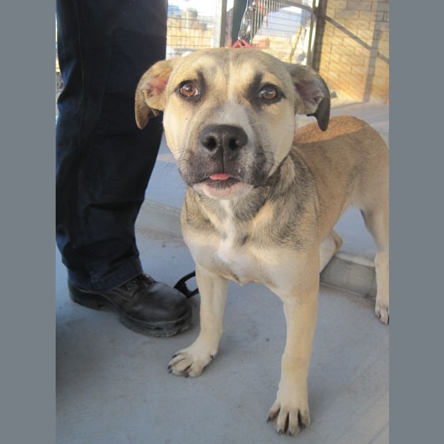Photo of Staffie X Husky