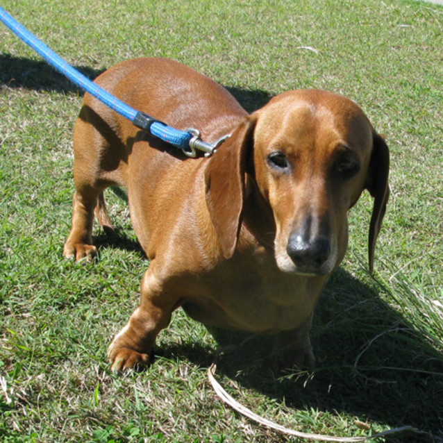 Photo of Rufas