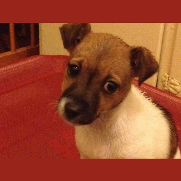 Photo of Piper * On Hold *