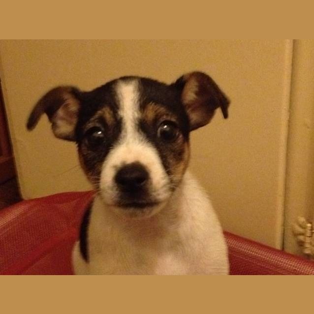 Photo of Abby *On Hold *