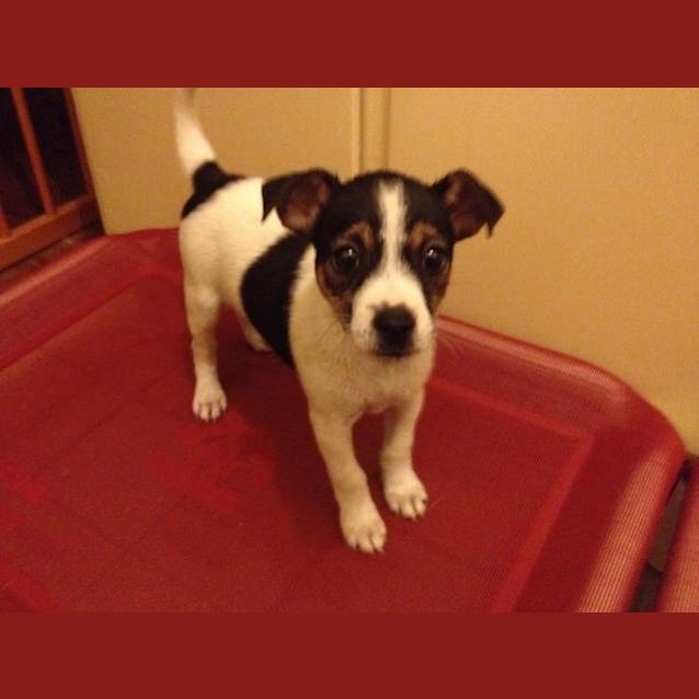 Photo of Abby *On Hold *