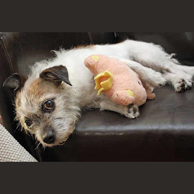 Photo of Minnie ~ 4yo Jack Russell Girl (On Trial 13/01/17)