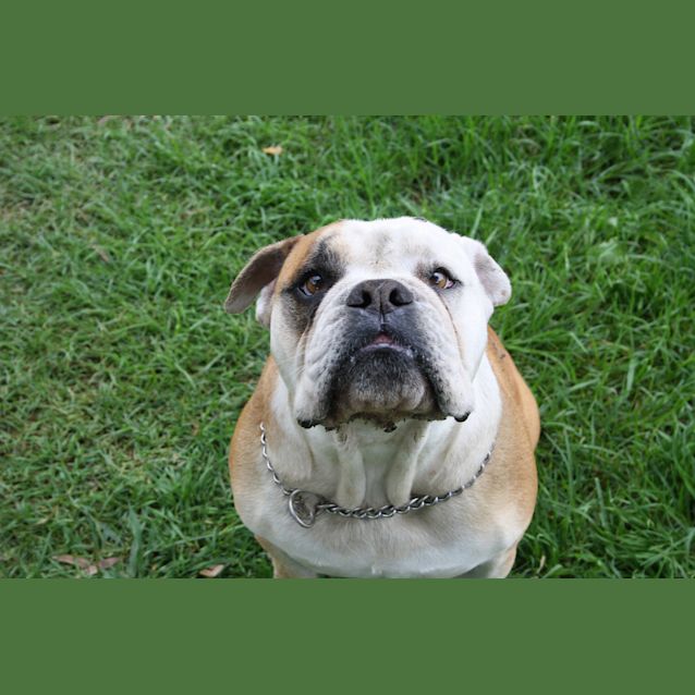Photo of Oscar