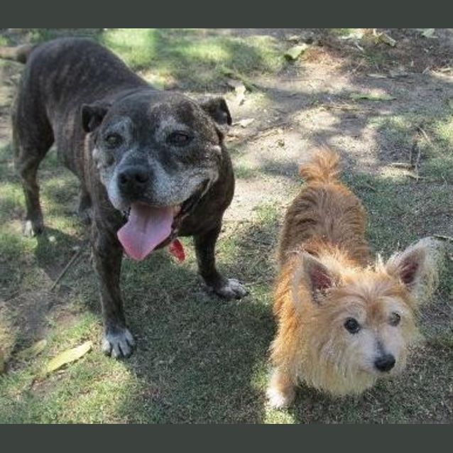Photo of Brutus