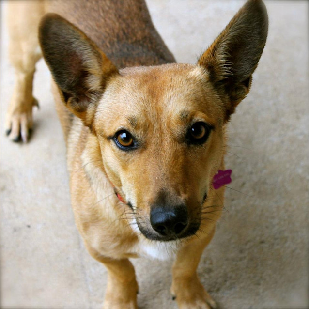 Photo of Benji