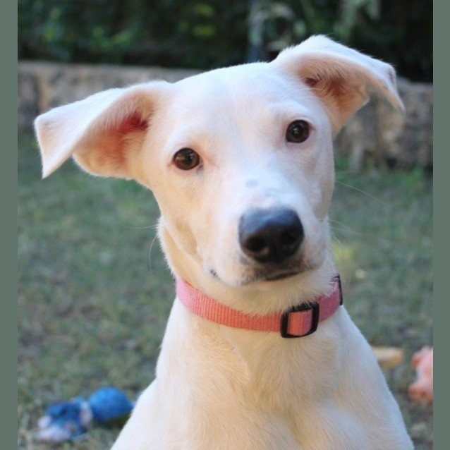 Photo of Sierra (D2099)