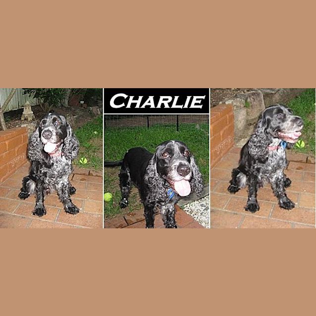 Photo of Charlie