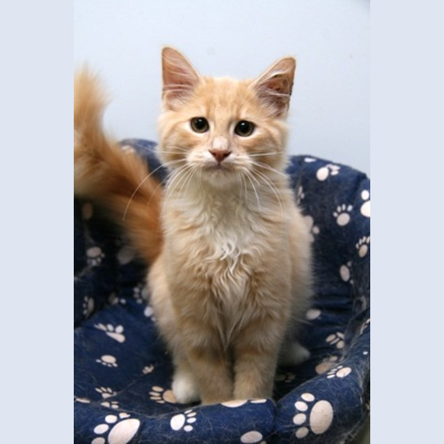 Photo of Sassafras
