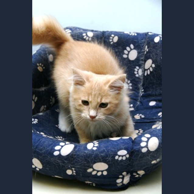 Photo of Parsnip