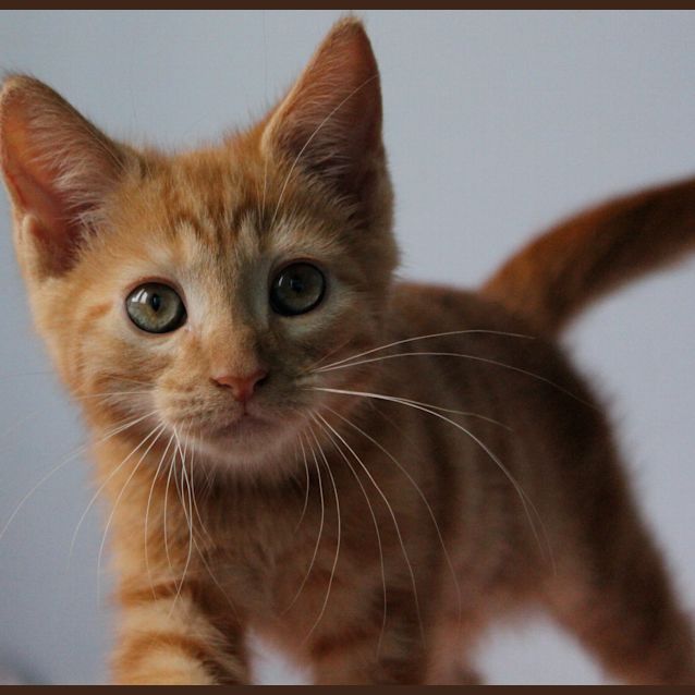 Photo of Alice ( Adoption Pending )