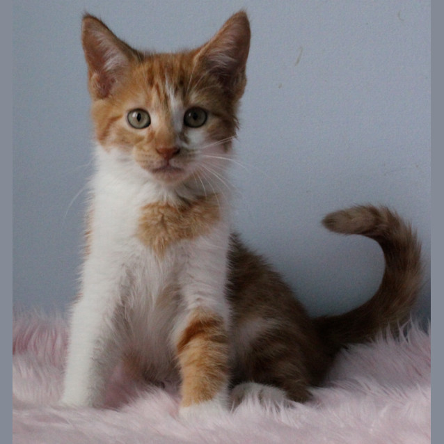 Photo of Samantha ( Adoption Pending )