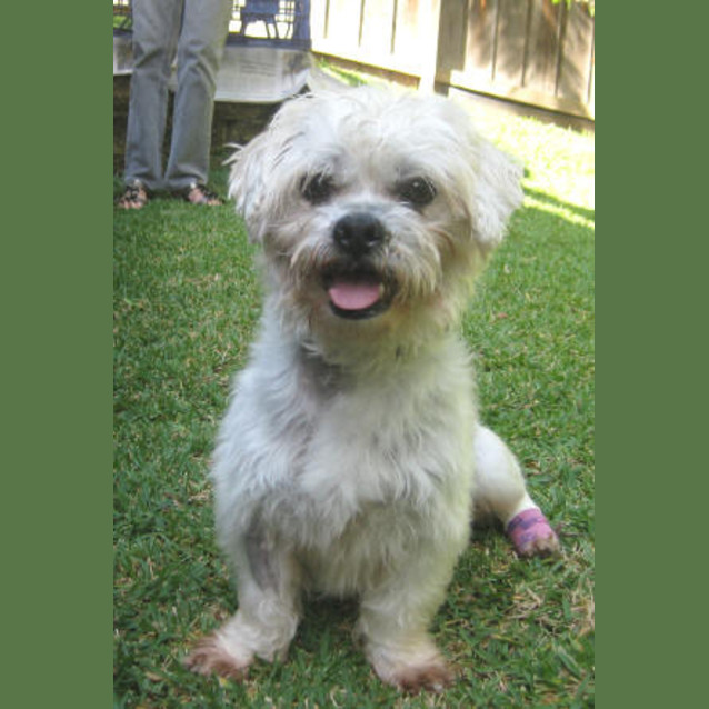 Photo of Gillie