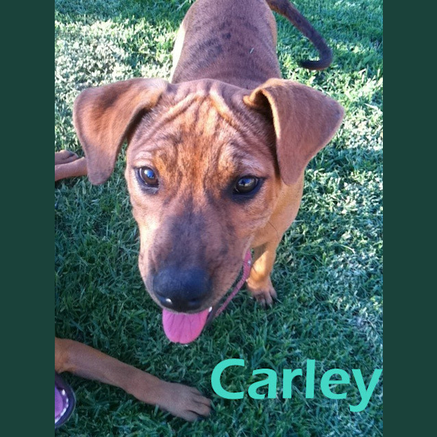 Photo of Carley (On Trial)