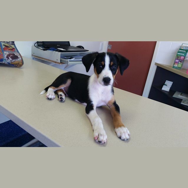 Photo of Obi *Adoption Pending*