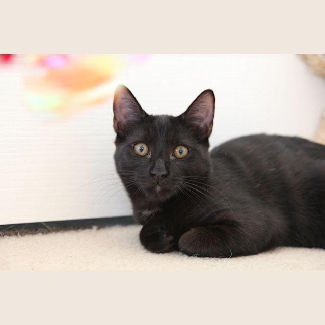 Photo of Flash   All Black And Super Fast!