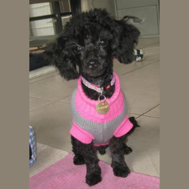 Photo of Noodle
