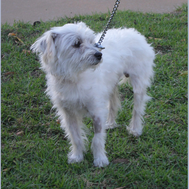 Photo of Ollie *On Trial In His New Home*