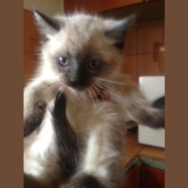 Photo of Milo **Not Ready Until 10th May**