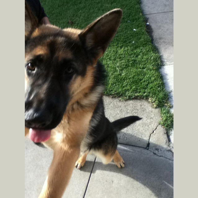 Photo of Rex *Adoption Pending*