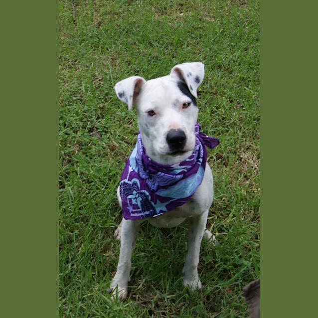 Photo of Dixie (On Trial)