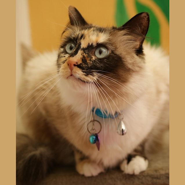 Photo of Mischa