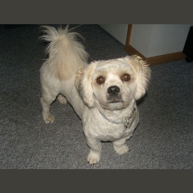Photo of Doofy