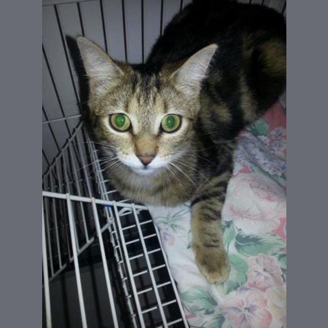 Photo of Fi *Adoption Pending*