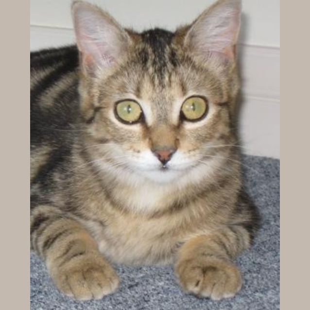 Photo of Fi *Adoption Pending*