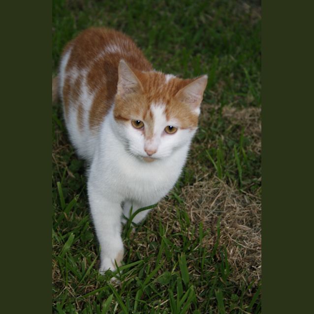 Photo of Crusier
