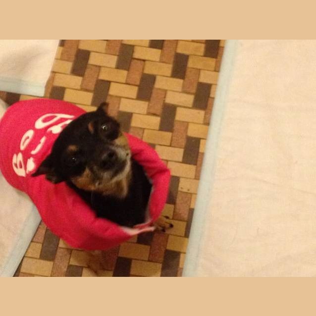 Photo of Pearl On Adoption Trial