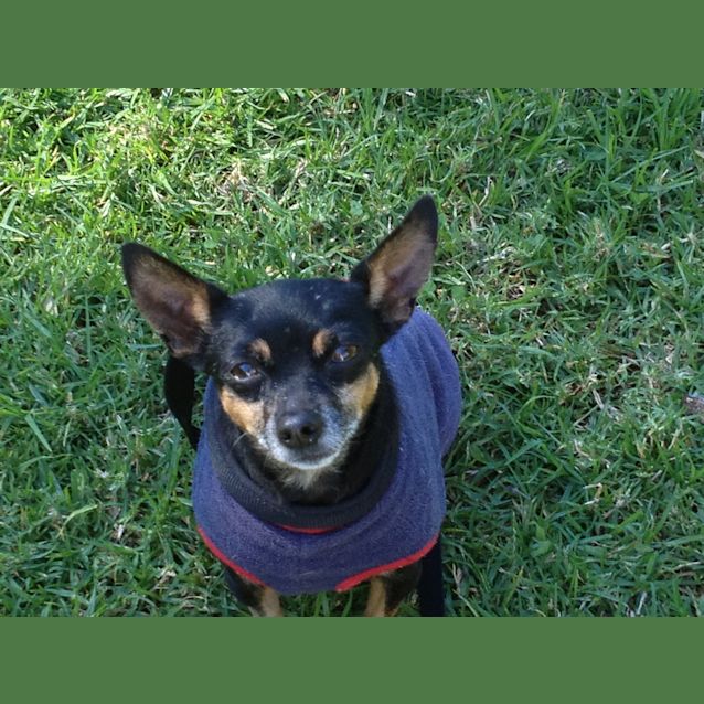 Photo of Pearl On Adoption Trial