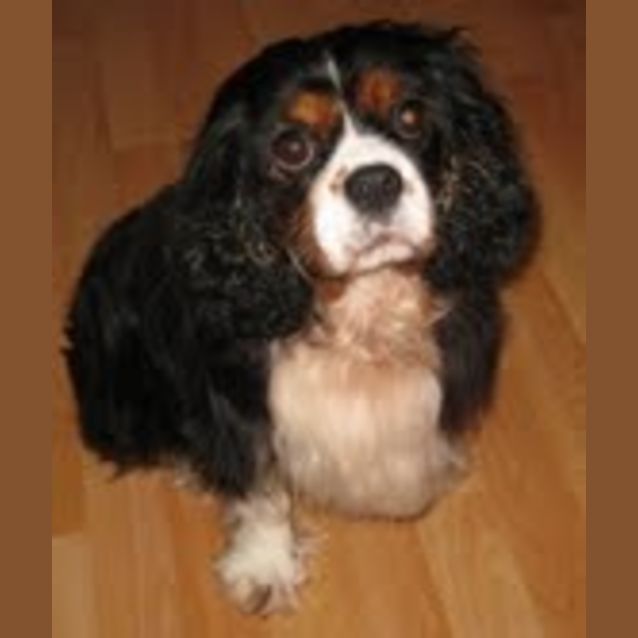 Photo of Ruby