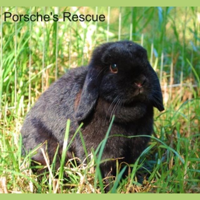 Photo of Oprah  Desexed And Vaccinated