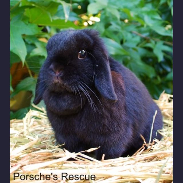 Photo of Oprah  Desexed And Vaccinated