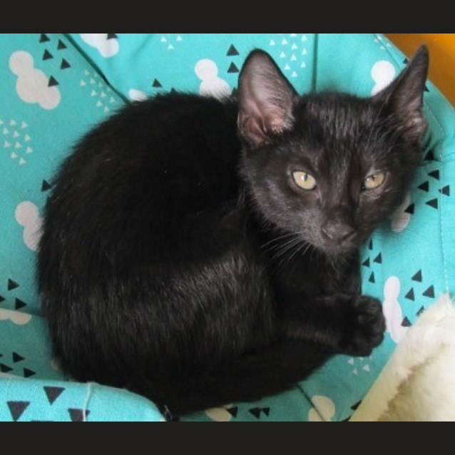 Photo of Taz