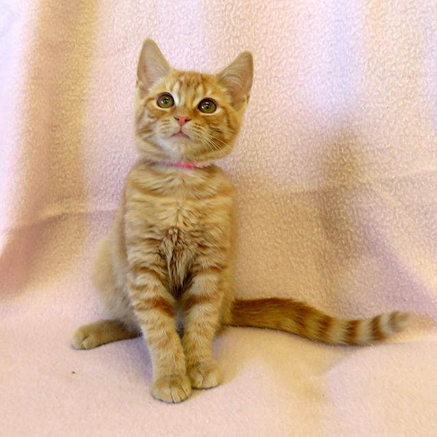 Photo of Waffles