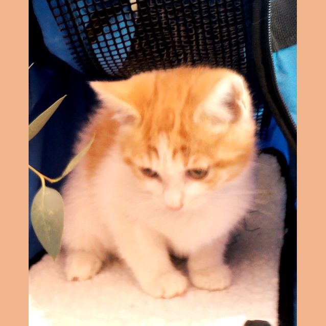 Photo of Charlie (Cav144) *On Trial*