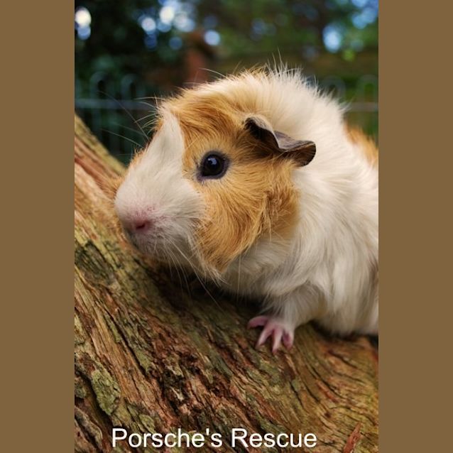 Photo of Dudley  Desexed  On Hold