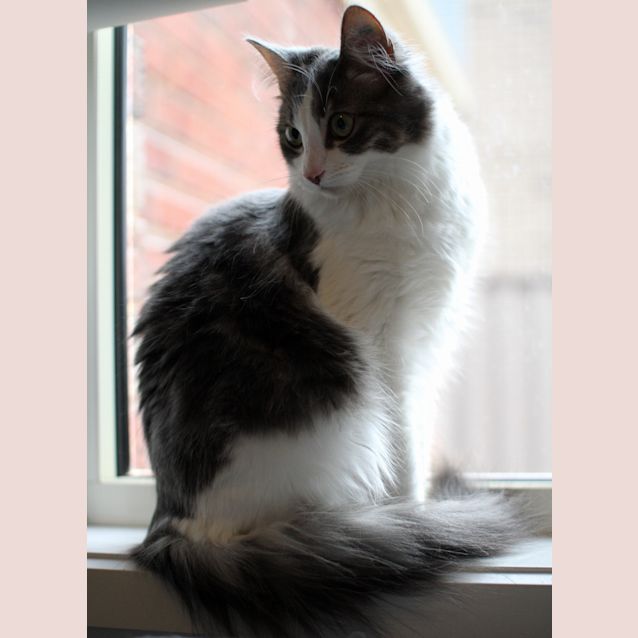 Photo of Trevor *On Trial Adoption Pending*