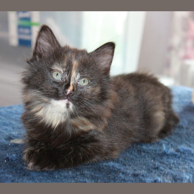 Photo of Tick *Adoption Pending*