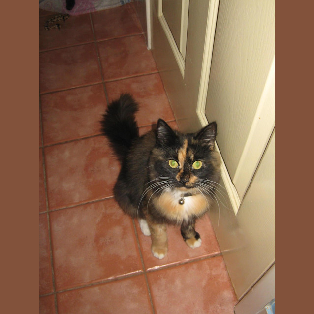 Photo of Gypsie