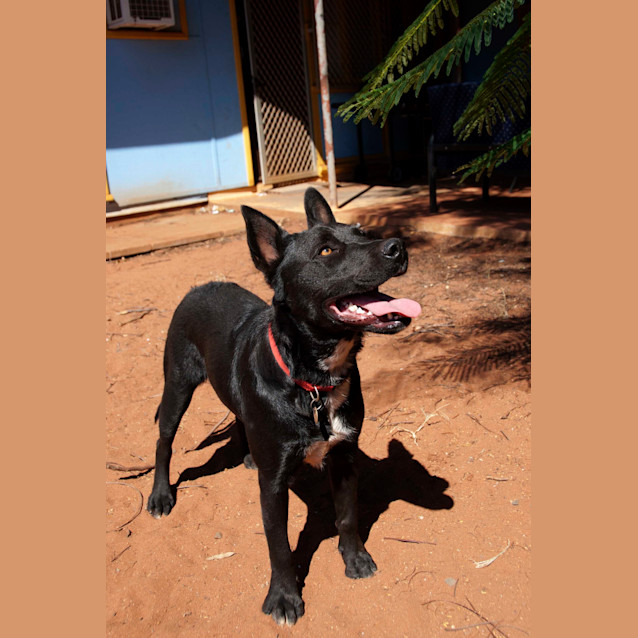 Photo of Daisy (Hd047) *Adoption Pending*