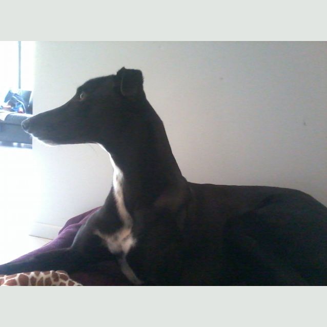 Photo of Tyson