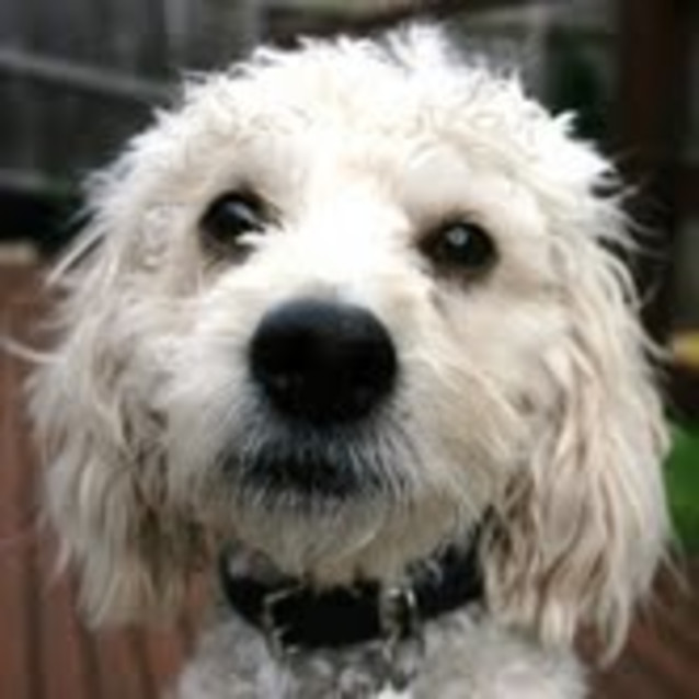 Photo of Oscar ...   ***No More Calls Please****