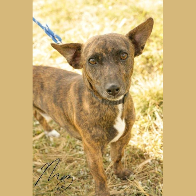 Photo of Td  ...  Has Been Adopted!!! Yay For Td