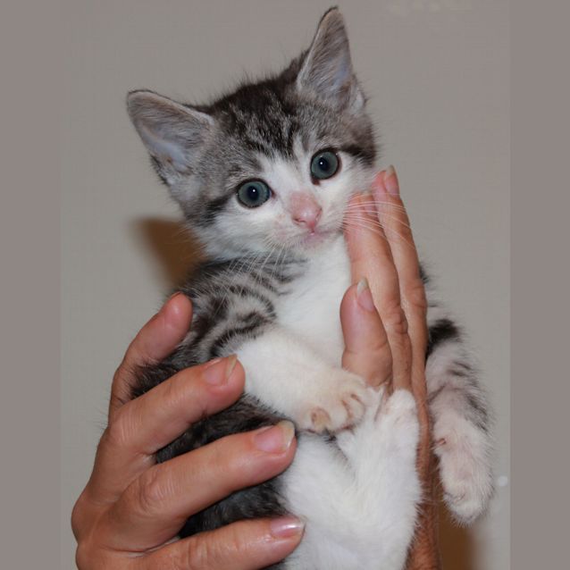 Photo of Tigger